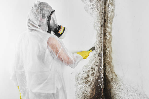 Best Basement water damage restoration  in Montz, LA